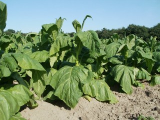 Integrated regulation triggered by a cryophyte ω-3 desaturase gene confers multiple-stress tolerance in tobacco