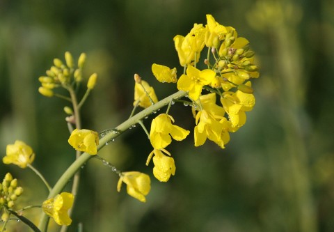 Balance between nitrogen use efficiency and cadmium tolerance in Brassica napus and Arabidopsis thaliana