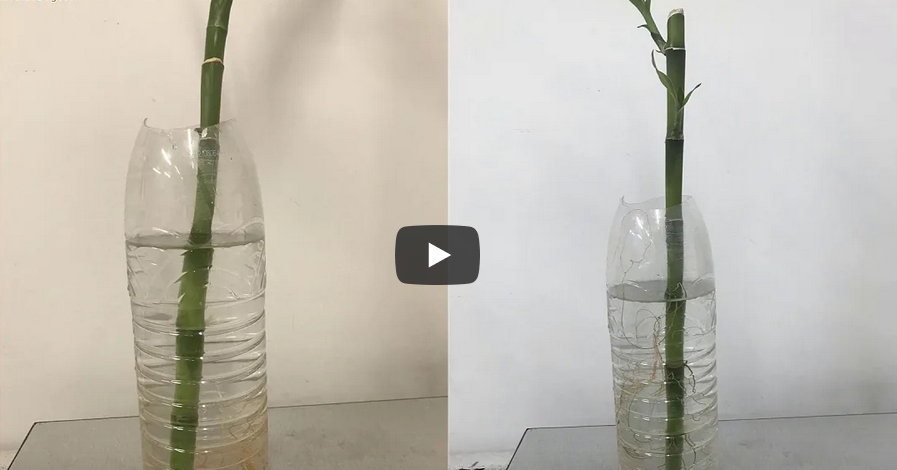 Comparative Experiment Of Bamboo Roots