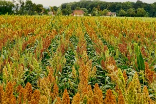 Comparative transcriptome combined with morpho-physiological analyses revealed key factors for differential cadmium accumulation in two contrasting sweet sorghum genotypes