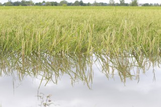 Natural variation in the promoter of rice calcineurin B-like protein10 (OsCBL10) affects flooding tolerance during seed germination among rice subspecies