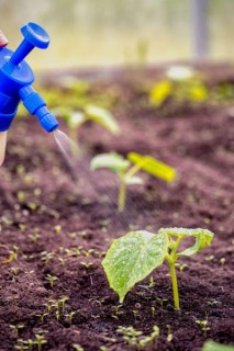 Amelioration of nitrate uptake under salt stress by ectomycorrhiza with and without a Hartig net