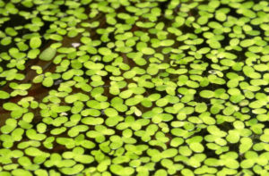 Comparative transcriptome analysis of duckweed (Landoltia punctata) in response to cadmium provides insights into molecular mechanisms underlying hyperaccumulation