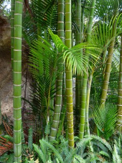 Spatial and Temporal Calcium Signaling and Its Physiological Effects in Moso Bamboo under Drought Stress