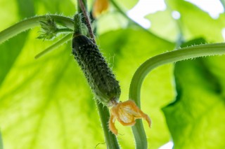 24-Epibrassinolide promotes NO3- and NH4+ ion flux rate and NRT1 gene expression in cucumber under suboptimal root zone temperature.