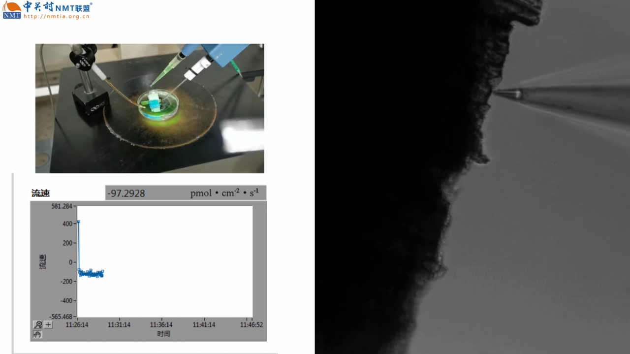 Changes of magnesium ion flux in wheat mesophyll cells treated with PBS