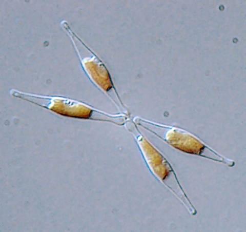 Phaeodactylum Tricornutum