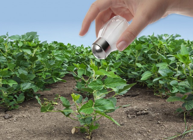 The Salt Stress Innovators of Tomorrow: Gordon Research Conferences