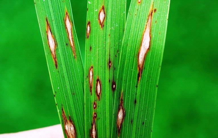 The Battle Between Nutrients and Disease in Plants