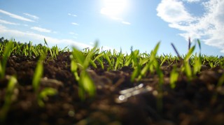 Low Nitrogen Enhances Nitrogen Use Efficiency by Triggering NO3- Uptake and Its Long-Distance Translocation